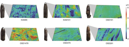 竜脚類の歯の化石と、先端部の摩耗痕の画像。赤は凹凸が大きく、青は小さいことを示す（久保泰氏提供）