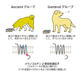 AncientグループとGeneralグループのイヌの社会認知行動の差と、メラノコルチン2型受容体（MR2）遺伝子の遺伝子多型の関係（永澤准教授提供）