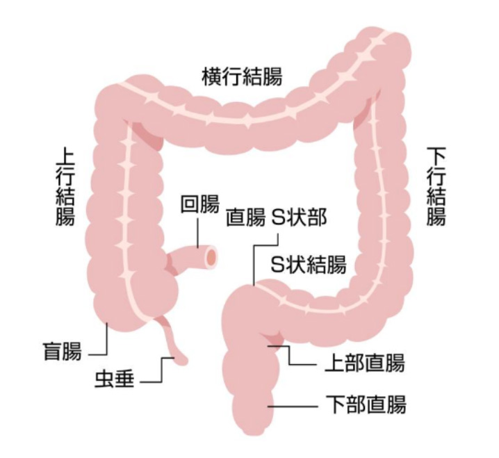 大腸の模式図（国立がん研究センター提供）