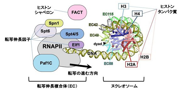 RNAP2はさまざまなタンパク質と結合して複合体（EC）を形成。転写の際、ヌクレオソームはRNAP2によっていったん、ほどかれる。「ヒストンシャペロン」の「ファクト（FACT）」はヒストンの介添え役（理化学研究所提供）