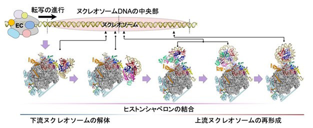 RNAP2とタンパク質の複合体（EC）が、ヌクレオソームの中央を通過する過程で、ヌクレオソームの解体と再形成が起こっている（理研提供）