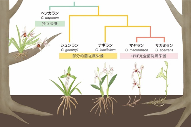 光合成をやめた植物の進化の道のりを示す系統樹（末次さん提供）