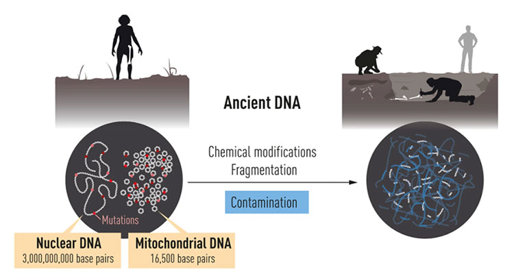 細胞内には核DNAとミトコンドリアDNAがある（図左）が、どちらのDNAも時間の経過とともに分解されごく少数しか残らず、細菌や人間などのDNAが混じって「汚染」されることもある（ノーベル財団提供）