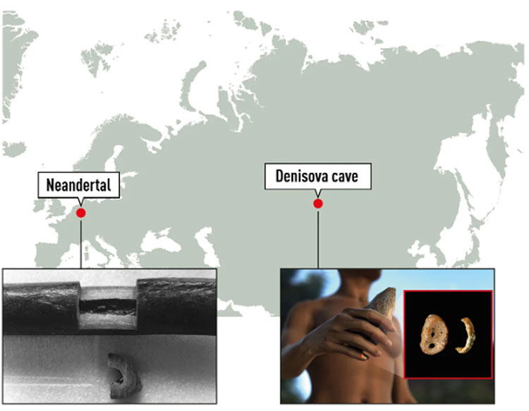 ペーボ氏は1856年にドイツで見つかったネアンデルタール人の骨の一部と2008年にロシア・シベリア南部の洞窟で見つかった未知の旧人（後にデニソワ人と命名）の骨の一部の核DNA配列を決定してホモ・サピエンスとの関係を明らかにした（ノーベル財団提供）