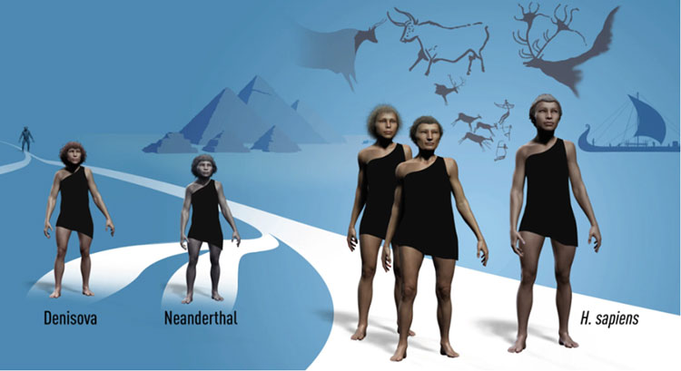 現生人類のホモ・サピエンスがネアンデルタール人やデニソワ人と交雑し、それぞれ遺伝子の一部を引き継いでいることを示すイメージ図（ノーベル財団提供）
