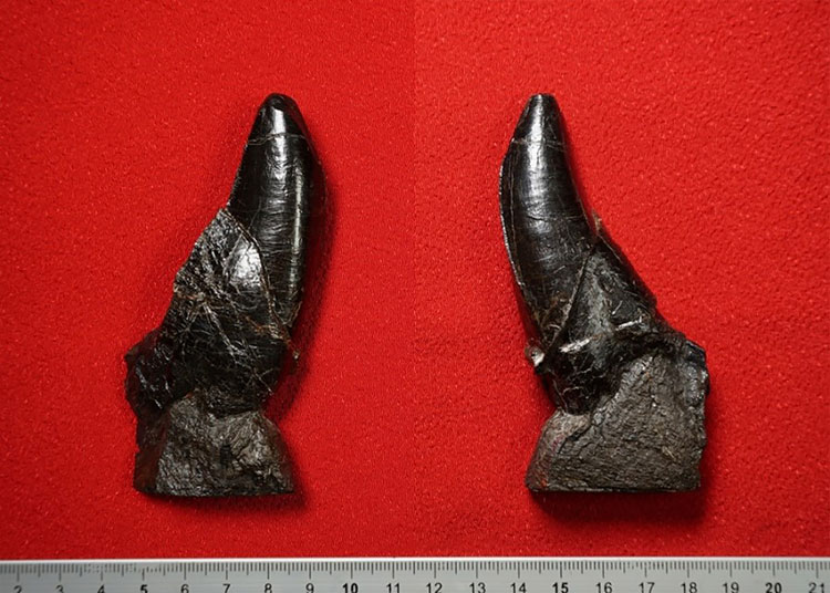 新たに見つかったティラノサウルス科の歯の化石。左が外側、右は同じ化石の内側（長崎市恐竜博物館、福井県立恐竜博物館提供）