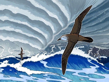海鳥オオミズナギドリ、台風に向かって飛び身を守る 名古屋大など発見