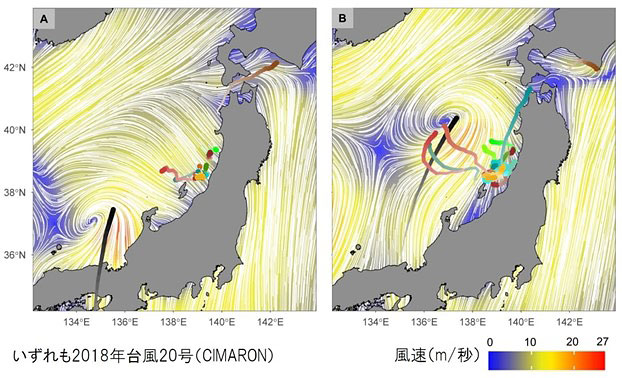 台風（黒太線が経路、最も濃い先端が最新の位置）に対するオオミズナギドリ（黒以外の太線、同）の反応の例。右図では3羽が台風に向かって飛んでいる（名古屋大学提供）