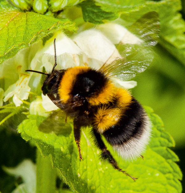 オドリコソウに止まるマルハナバチの女王バチ。WWFによると、このハチは花粉媒介者として植物や農作物に大切な存在だが、北米や欧州での調査では除草剤など人間活動の影響でマルハナバチ66種のすべての個体数が減少していた（WWF提供）