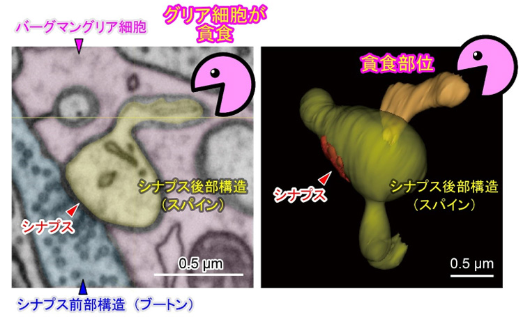 グリア細胞が神経細胞を食べる様子の電子顕微鏡画像。（左）グリア細胞の一種「バーグマングリア細胞」（赤に着色）が、シナプス後部（黄色）の突起部分をまさに食べようとしている。（右）精細な3次元画像を作り、同じ状況を確認した（東北大学超回路脳機能分野提供）