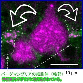 赤い蛍光タンパク質が発現した神経細胞の断片がバーグマングリア細胞（左右の点線が輪郭）の中にもあり、食べられたものであることが分かる（東北大学超回路脳機能分野提供）