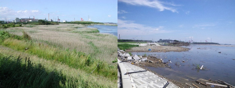 震災前の2004年6月（左）と震災後の11年7月の蒲生干潟。同じ場所で撮影。茂っていたヨシがほとんど流され、多くの底生動物がみられなくなった（金谷弦氏提供）