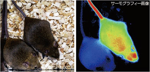 画像左上は通常時のマウス、左下は冬眠状態のマウス。画像右はサーモグラフィー画像。右上の通常時マウスと比べ冬眠状態マウスは体温が低下している（筑波大学・櫻井武教授/理研提供）