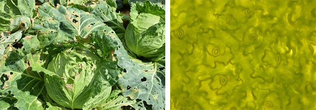 （左）黒斑細菌病にかかったキャベツ、（右）気孔が分かる、キャベツの葉の表面の顕微鏡写真。1平方センチ当たり1万～2万個ほどあるという（いずれも筑波大学提供）