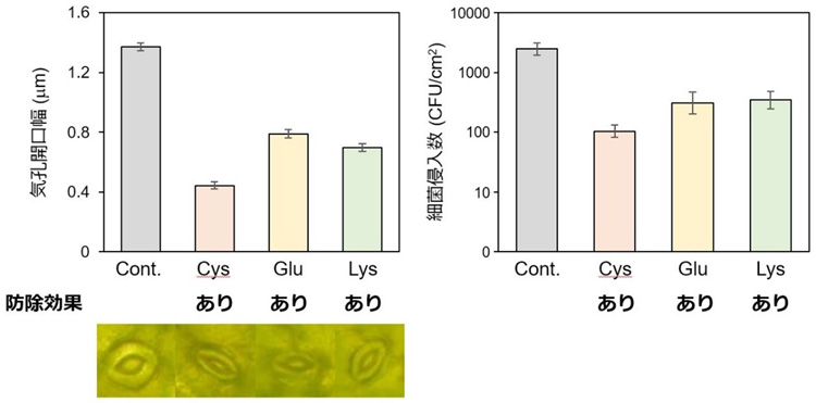 キャベツの葉にシステイン（Cys）、グルタミン酸（Glu）、リシン（Lys）を吹きかけると、何もしない場合（Cont.）に比べ、気孔の幅と細菌の侵入数が抑えられた。右グラフの侵入数は対数目盛りで、差が大きいことに留意（筑波大学提供）