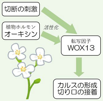 切られてもくっつく！　研究で分かってきた植物の修復の仕組み（取材を基に作成）