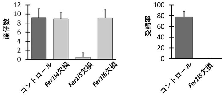 （左）Fer1l5を欠損したマウスの精子からは子がほとんど生まれなかった。（右）体外受精もうまくいかなかった（大阪大学提供）