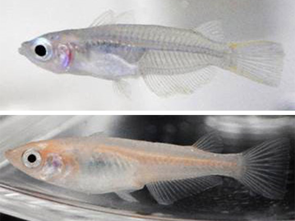 魚は淡水より海水でマイクロプラスチックを多く飲む 東大、メダカで解明
