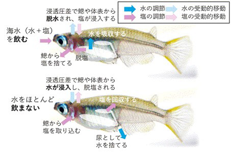 海水魚（上）と淡水魚の体液浸透圧調節の仕組み。鰓（えら）や体表から水や塩を出すか、取り込むかなどが大きく異なる（東京大学提供）