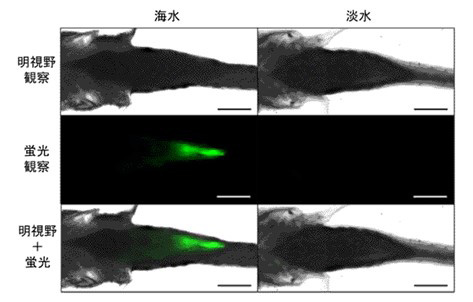 ジャワメダカの稚魚による実験結果。海水で育てた個体の消化管には、蛍光をつけたマイクロプラスチックが蓄積した。明視野観察は通常の顕微鏡観察のこと（東京大学提供）