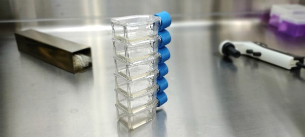 培養細胞は専用容器を使い無菌状態で育てる（農研機構提供）