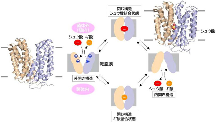 シュウ酸分解菌の輸送体がシュウ酸を菌内に取り込む過程と、今回明らかになった輸送体の結晶構造（岡山大学提供）