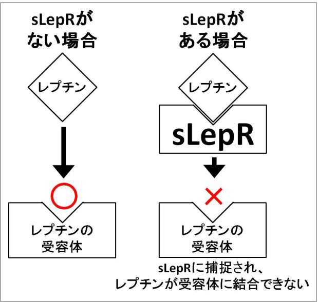 sLepRとレプチンの関係。sLepRがないと、レプチンは受容体に結合して血中に分泌される。そして受容体に結合し、食欲を抑え、カロリー消費を高める（東北大学提供）