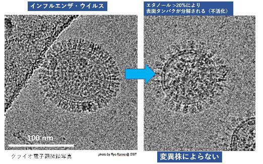 不活化されたインフルエンザウイルスを電子顕微鏡で確認できた（沖縄科学技術大学院大学提供）