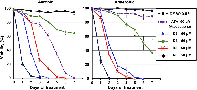 エキノコックスは好気的（左）・嫌気的の両環境で、アスコフラノン（AF）の誘導体の形態（D2、D5）によって、1週間以内に阻害された。抗菌薬アトバコン（ATV）は好気的環境でのみ効果があった（長崎大学提供）