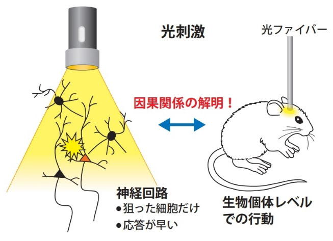 2人の成果の概念図。光に反応するタンパク質を特定の神経細胞に発現させておくと、光を照射することで狙った神経細胞だけの活動を制御できる（国際科学技術財団提供）