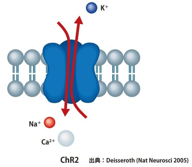 ダイセロス氏が開発した手法。光を照射するとチャネルロドプシン2（ChR2）の構造が変化し、イオンの通り道の門が開く。イオンが細胞の内外を移動し膜電位が変化し、活動電位が誘発され情報が伝わる（国際科学技術財団提供）