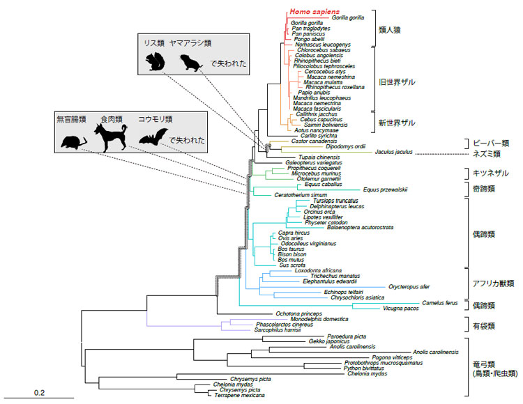哺乳類を中心としたChitinase3-like2遺伝子の分子系統樹。哺乳類の祖先から遺伝子が受け継がれているが、リス類や食肉類など５系統で遺伝子が独立に失われていた（原雄一郎・東京都医学総合研究所主席研究員提供）