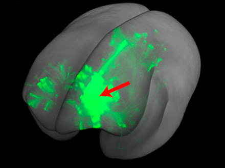 神経信号の“路線図” マーモセットの前頭前野結合データベース作成