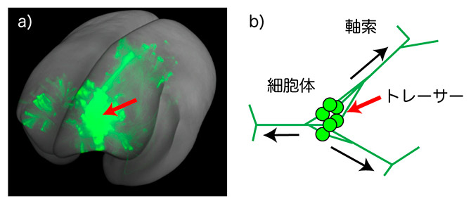 （左）蛍光タンパク質の目印（トレーサー＝緑色）を注入した脳の立体画像。細かいが、多数の柱構造がみられる。赤矢印の先が目印の注入部位。（右）目印は神経細胞の細胞体から取り込まれ、軸索を通して末端まで運ばれる（理化学研究所提供）