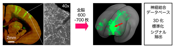 （左）約1ミリ角の撮影画像をつなぎ合わせて得られた脳の切片の画像。注入した目印により柱構造が緑色で分かり、さらに軸索なども判別できる。（右）スライスを続けて撮影を繰り返し、脳全体の立体画像を得た（理化学研究所提供）