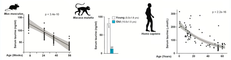 マウス、サル、人間とも加齢とともに体内タウリン量が減ることを示すグラフ（米コロンビア大学提供）
