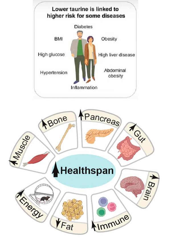 （上）（下）ともタウリンが人間の健康維持に関係がある可能性を示す概念図（米コロンビア大学提供）