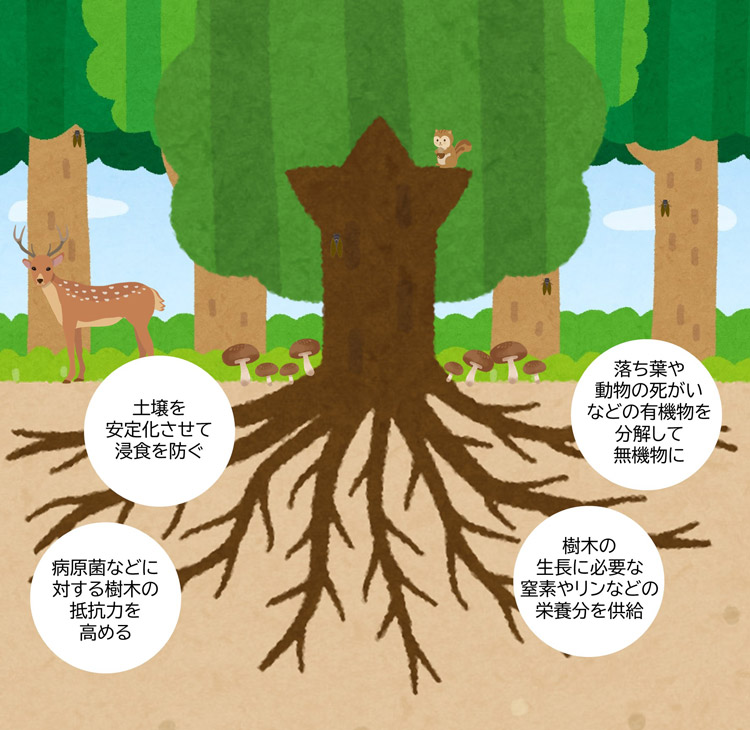 森林生態系において、土壌微生物は多様な役割を担っている。その土壌微生物の最も重要なグループのひとつが菌根菌だ
