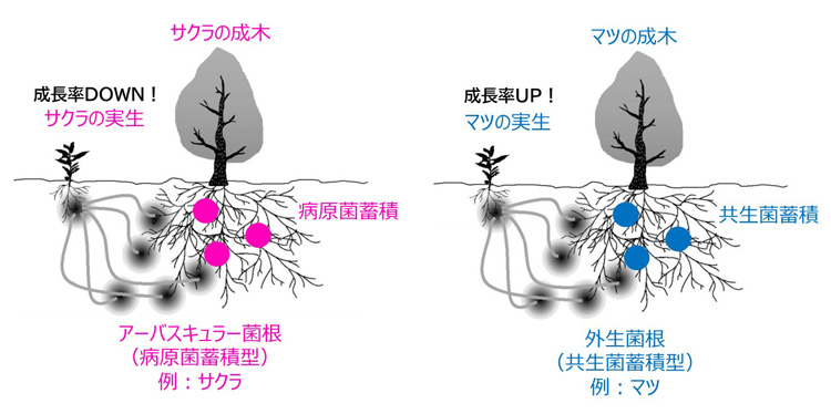 サクラでは「負のフィードバック」が働いて同種の実生の成長が阻害されるのに対し、マツでは「正のフィードバック」が働き、同種の実生の成長が促される（門脇さん提供）