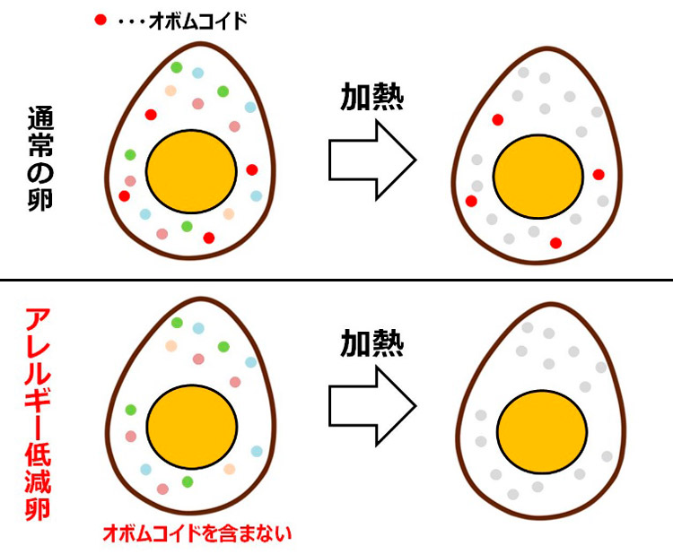 今回研究に取り組んだ卵をイラストにしたもの。アレルギーを起こすタンパク質の多くが加熱で変質するが、OVMは加熱しても残ることから「厄介」なアレルゲンだった（キユーピー提供）