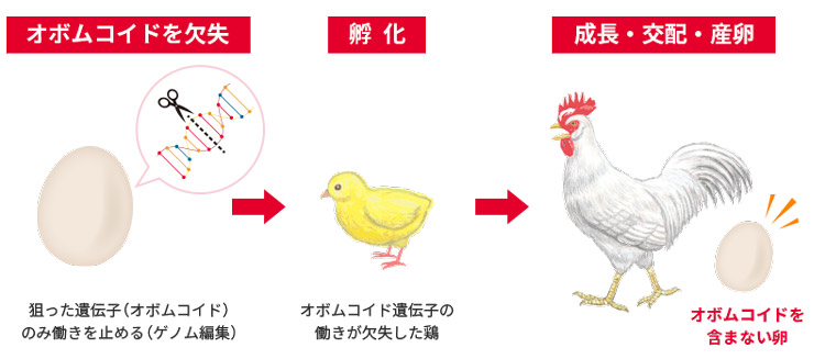 OVMが含まれない卵を作る仕組み（キユーピー提供）