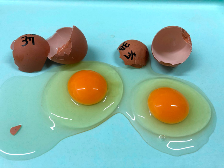 OVMを除去した卵（左）と通常の卵。殻も中身も見た目の違いはない（堀内浩幸・広島大学教授提供）