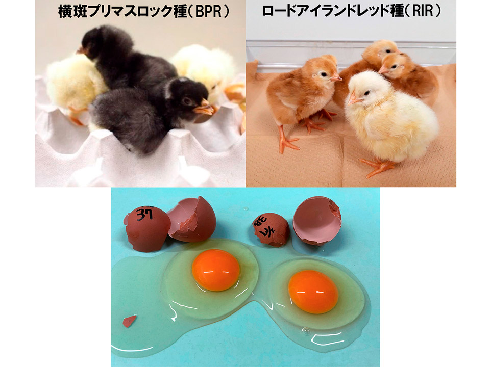 卵アレルギーの子どもが食べられる日を 原因物質除去した卵、広島大など開発