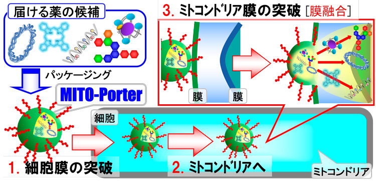 ミトコンドリアは中に入り込むのが難しい性質を持つ。山田教授は薬剤を届けるにあたって、膜を突破させるのではなく、「膜融合」という膜と一体化する仕組みを採り入れた（北海道大学提供）