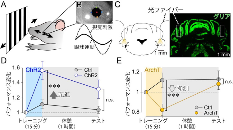 その場学習は、チャネルロドプシン2(ChR2)に光を当てると進んだ(青線)が、アーキオロドプシン(ArchT)だと逆に抑えられた(黄色線)。しかし、どちらも休憩後は普通のマウス(黒線)と同水準(n.s.=有意差なし)となった(東北大学超回路脳機能分野提供)