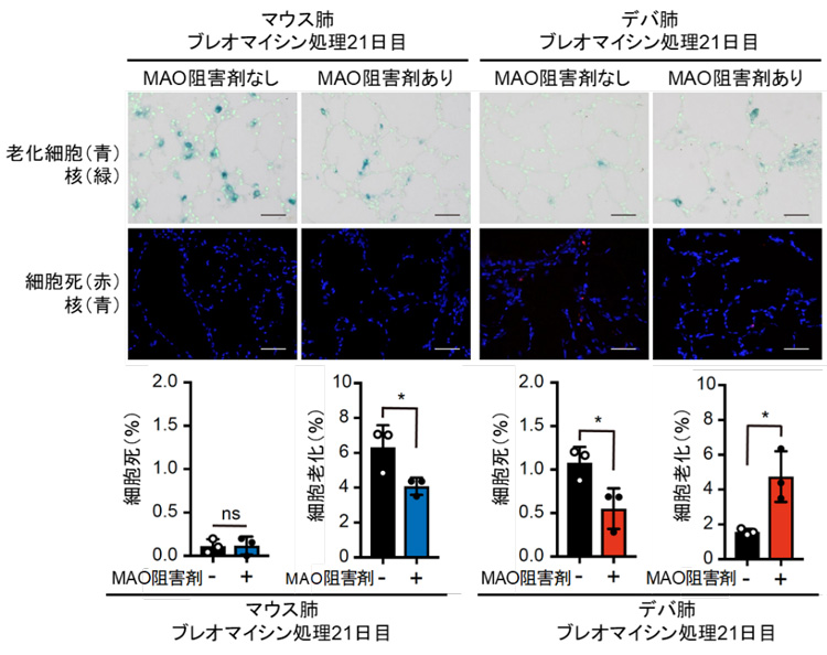 細胞老化を誘導したマウスとハダカデバネズミ（デバ）の肺の切片写真と、MAO阻害剤によりデバ肺では細胞死が抑制され、老化細胞が増加したことを示すグラフ（三浦恭子熊本大学教授提供）