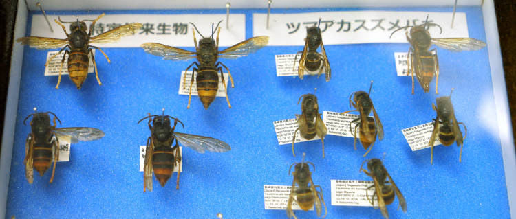 ツマアカスズメバチの標本。体長は女王（左側4頭）で3センチメートル、働き蜂（右側、右上1個体を除く）で2センチメートル程度。頭部と腹部の先端以外が黒っぽい。樹上の高い場所に、最大1メートルを超える大きな巣を作るという