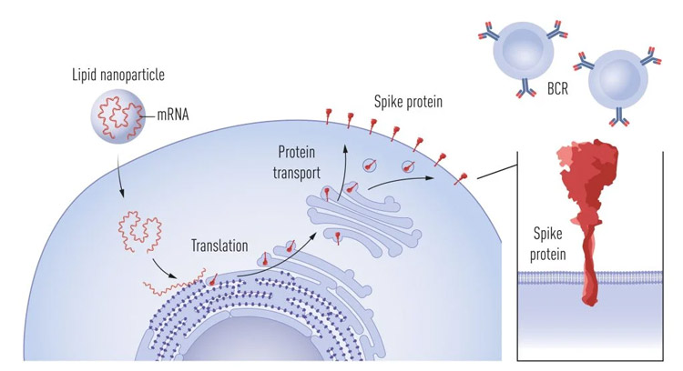 mRNAワクチン接種後の人体の細胞表面にスパイクタンパク質ができる仕組みの概念図（ノーベル財団提供）