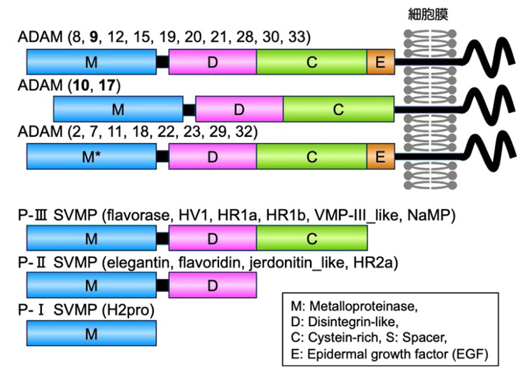 アミロイドベータを分解する人間のタンパク質（上）とハブ毒のタンパク質の構造図。一部に違いがあるが、似ているために実験に用いた（東北大学提供）