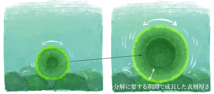 初期状態のマリモ（左）が一定期間経過して巨大マリモに成長すると、分解が起こって空洞ができる（中山恵介神戸大学教授提供）